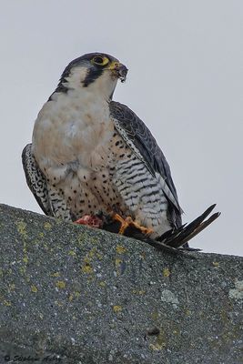 Faucon pèlerin, Falco peregrinus