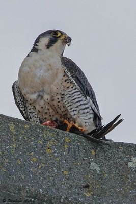 Faucon plerin, Falco peregrinus