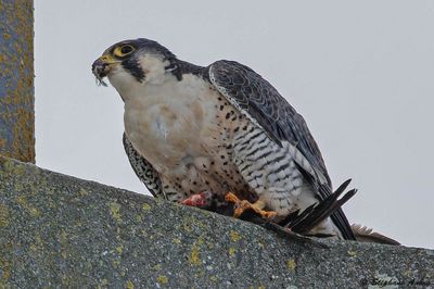 Faucon pèlerin, Falco peregrinus