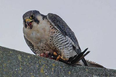 Faucon pèlerin, Falco peregrinus