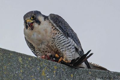 Faucon plerin, Falco peregrinus