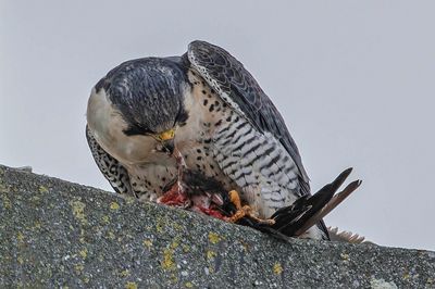 Faucon pèlerin, Falco peregrinus