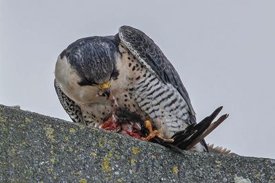 Faucon plerin, Falco peregrinus