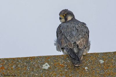 Faucon pèlerin, Falco peregrinus