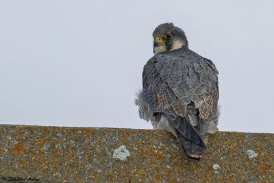 Faucon plerin, Falco peregrinus