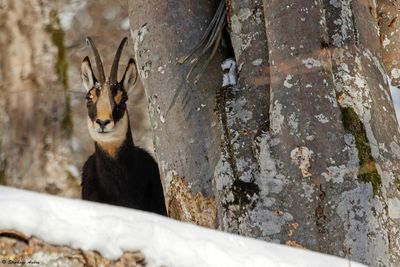 Chamois, Rupicapra rupicapra