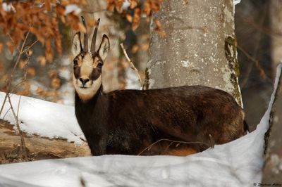 Chamois, Rupicapra rupicapra