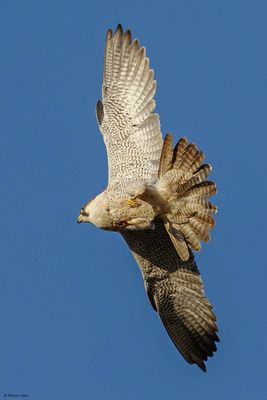 Faucon plerin, Falco peregrinus