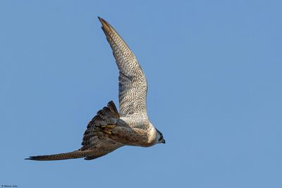 Faucon pèlerin, Falco peregrinus