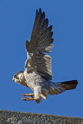 Faucon pèlerin, Falco peregrinus