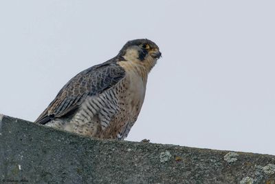 Faucon pèlerin, Falco peregrinus