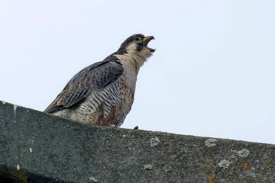 Faucon pèlerin, Falco peregrinus