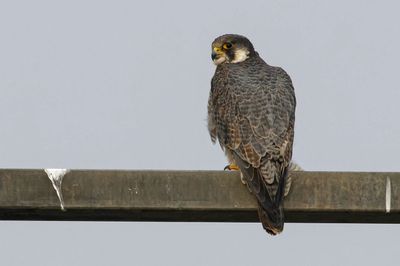 Faucon pèlerin, Falco peregrinus