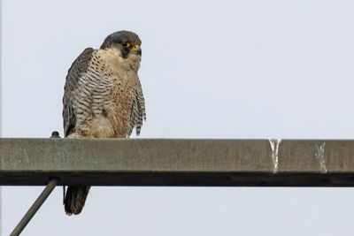 Faucon plerin, Falco peregrinus