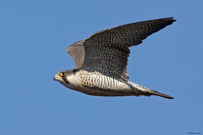 Faucon pèlerin, Falco peregrinus