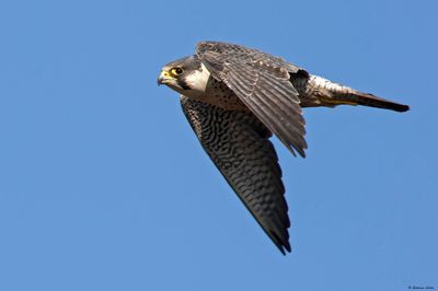 Faucon pèlerin, Falco peregrinus