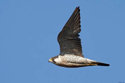 Faucon pèlerin, Falco peregrinus