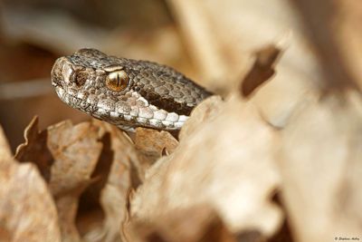 Vipera aspis, 16.02.23