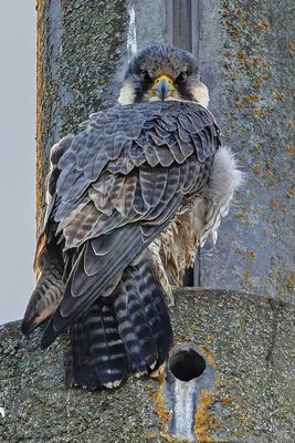 Faucon plerin, Falco peregrinus