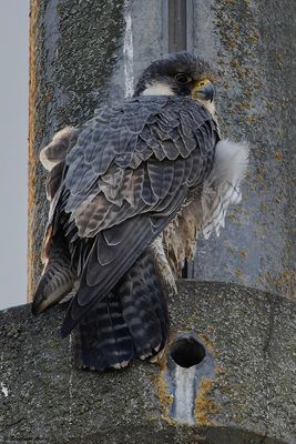 Faucon plerin, Falco peregrinus