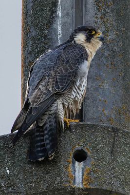Faucon pèlerin, Falco peregrinus