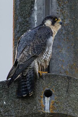 Faucon plerin, Falco peregrinus