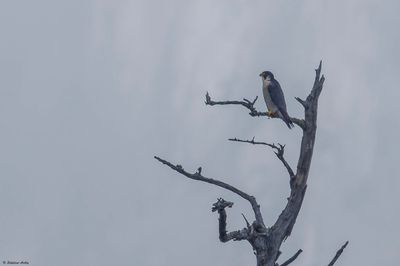 Faucon plerin, Falco peregrinus peregrinus