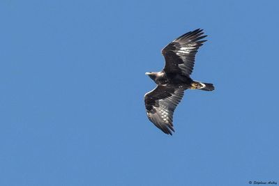 Aigle royal, Aquila chrysaetos