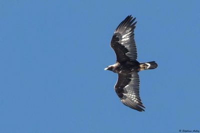 Aigle royal, Aquila chrysaetos