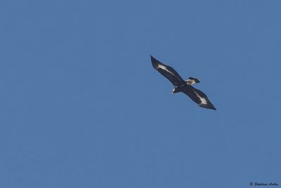 Aigle royal, Aquila chrysaetos