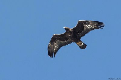 Aigle royal, Aquila chrysaetos