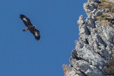 Aigle royal, Aquila chrysaetos