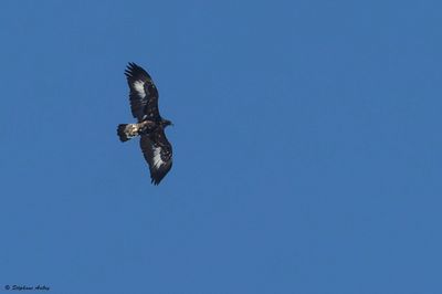 Aigle royal, Aquila chrysaetos