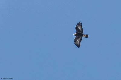 Aigle royal, Aquila chrysaetos