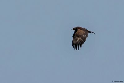 Aigle pomarin/criard, Clanga pomarina/clanga