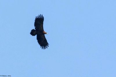 Aigle pomarin/criard, Clanga pomarina/clanga