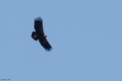 Lesser Spotted/Greater Spotted Eagle or hybrid / Aigle pomarin/criard ou hybride