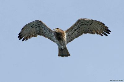 Circačte Jean-le-Blanc, Circaetus gallicus