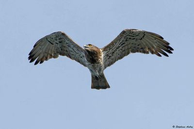 Circate Jean-le-Blanc, Circaetus gallicus