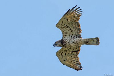 Short-toed Snake Eagle / Circate Jean-le-Blanc, Circaetus gallicus, Gibraltar, Espagne, 26-30.03.23
