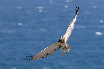 Circačte Jean-le-Blanc, Circaetus gallicus
