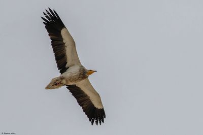 Vautour percnoptère, Neophron percnopterus