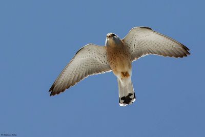 Faucon crcerellette, Falco naumanni