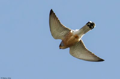 Faucon crcerellette, Falco naumanni