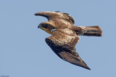Aigle botté, Hieraaetus pennatus