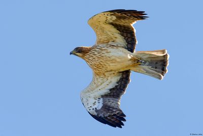 Booted Eagle / Aigle bott, Hieraaetus pennatus, Gibraltar, Espagne, 26-30.03.23