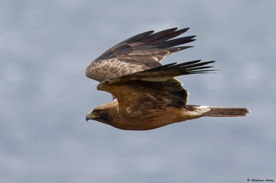 Aigle botté, Hieraaetus pennatus