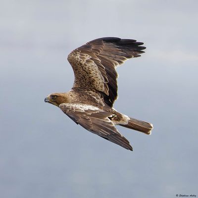 Aigle bott, Hieraaetus pennatus