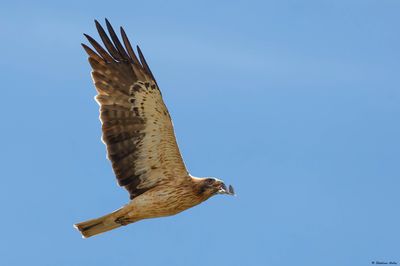 Aigle botté, Hieraaetus pennatus