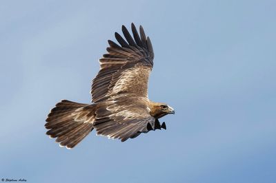 Aigle botté, Hieraaetus pennatus